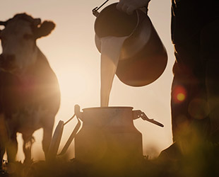 Συλλογή γάλακτος Alpiland από αγελάδες.