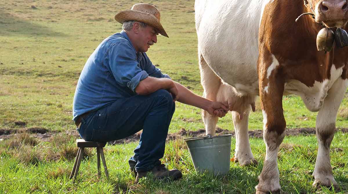 Εικόνα με άρμεγμα αγελάδας. Εικόνα με άρμεγμα αγελάδας.